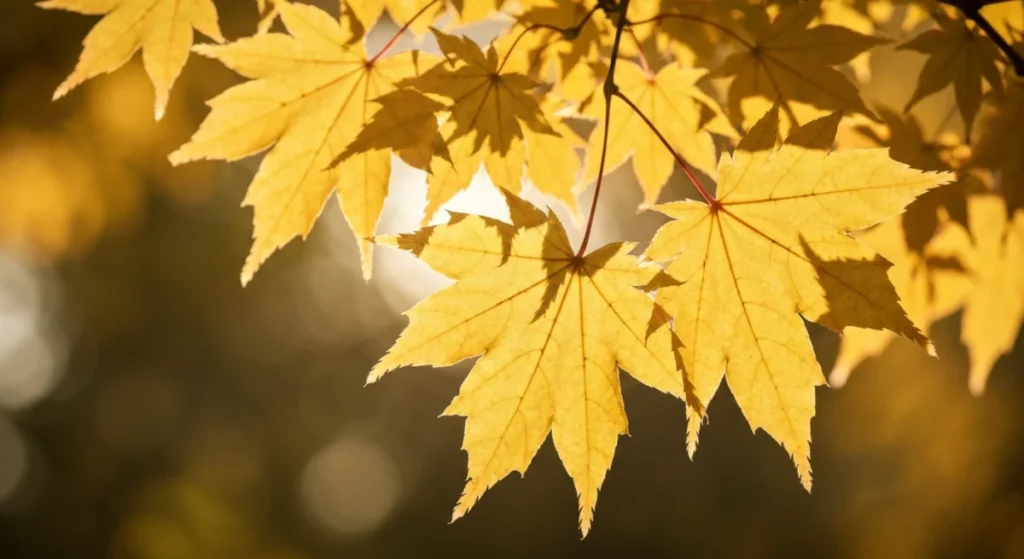 Close-up of fresh green maple leaves with sunlight filtering through.