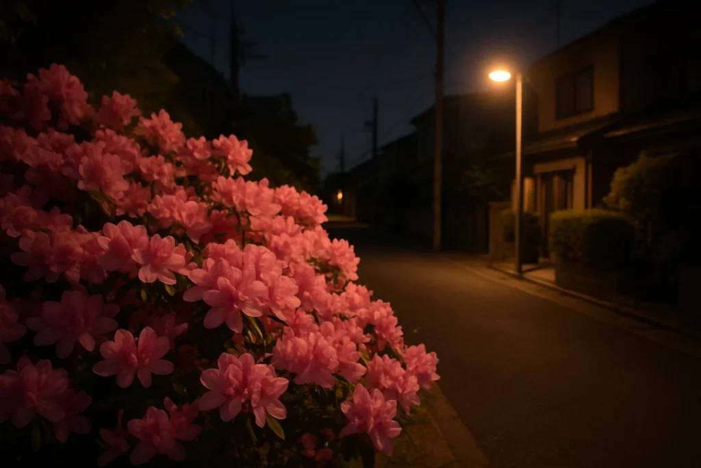 夜の街灯に照らされた鮮やかなピンクのつつじの花