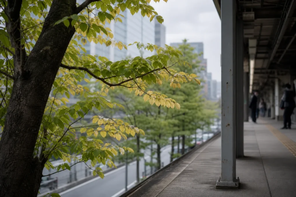 駅のホームから望む街路樹の葉の色づき