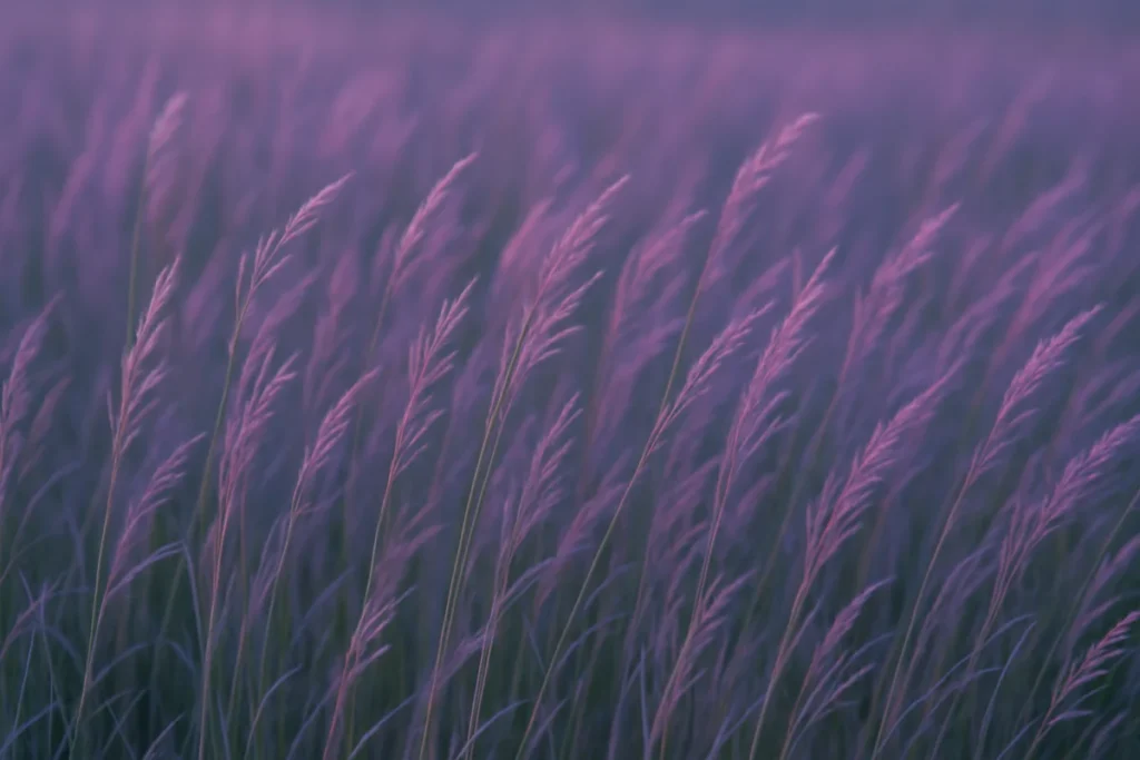 夕暮れ時の薄紫色の草むらが風に揺れている様子