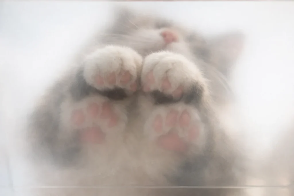 透明なアクリル板の下から見上げた構図、折りたたまれた猫の前足のシルエット