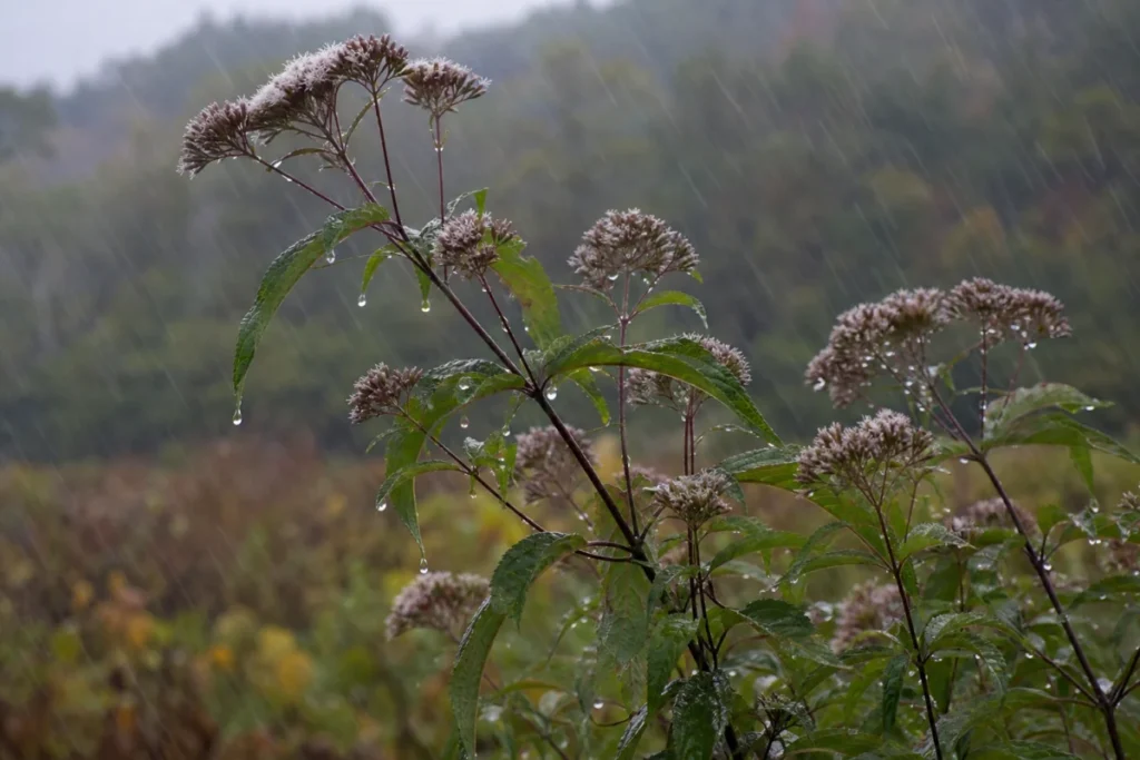 雨に濡れたフジバカマの細い茎と葉