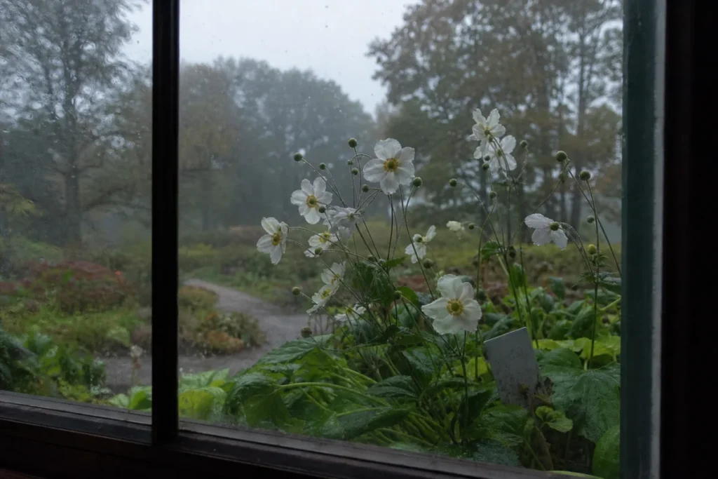 雨粒が残る秋明菊の白い花を窓辺から眺める情景