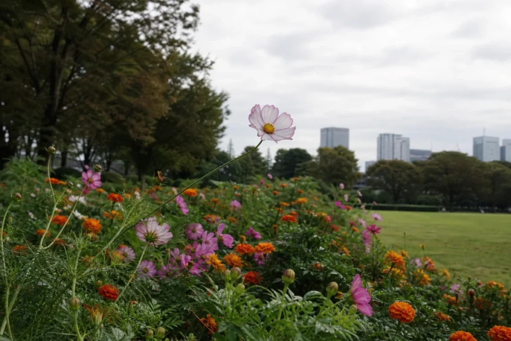 曇り空の朝、花壇の縁に沿って立つコスモスの茎
