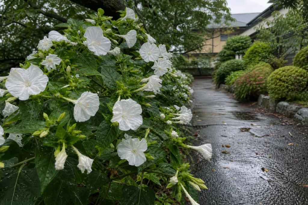 雨に濡れた白いオシロイバナが咲く朝の庭