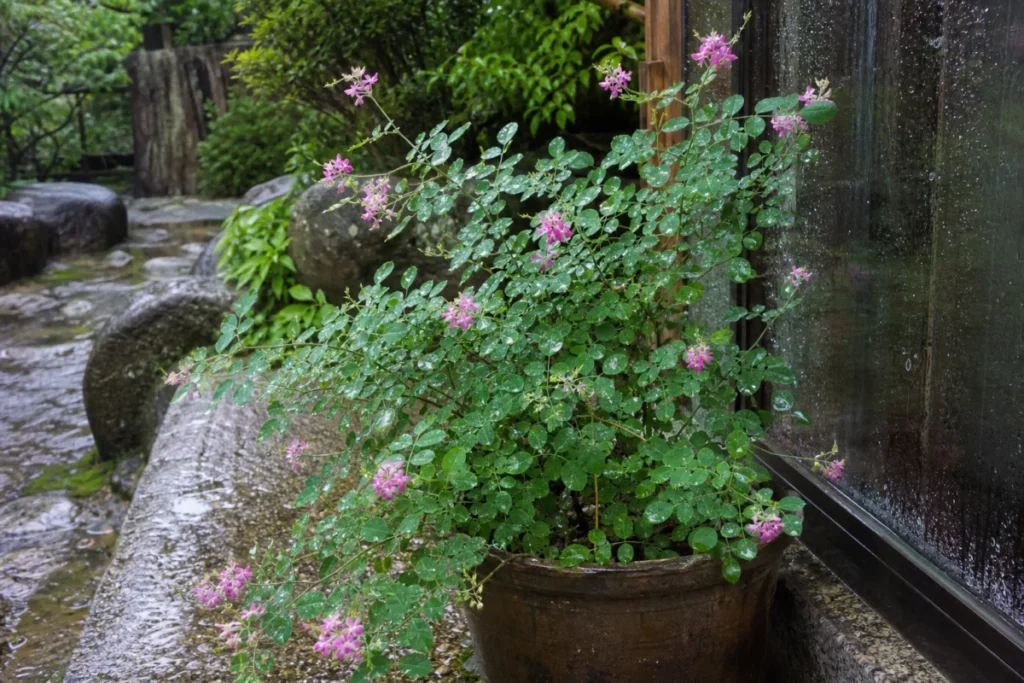雨に濡れたハギの鉢植えを窓辺から眺める早朝の風景