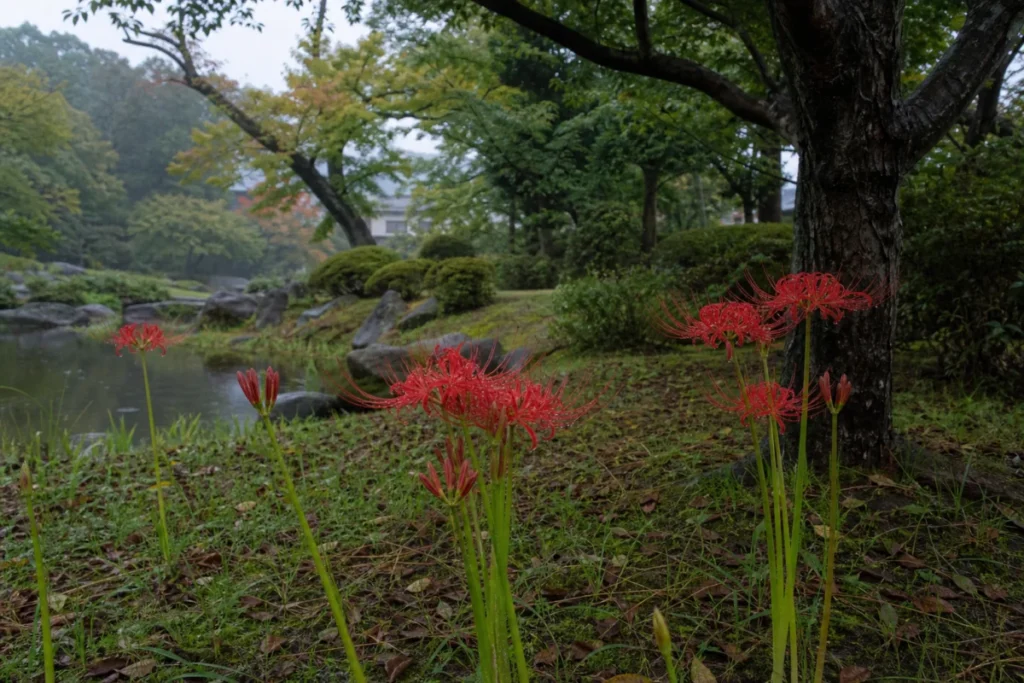 初秋の朝の光を受ける赤い彼岸花