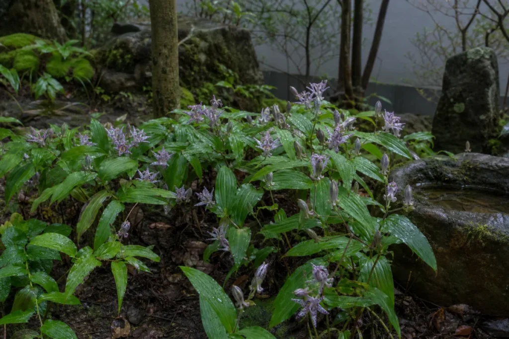 雨に濡れたホトトギスの花と葉