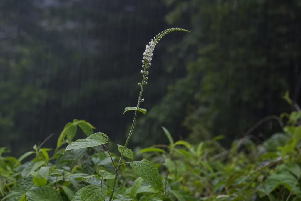 雨粒を残したトラノオの白い穂先