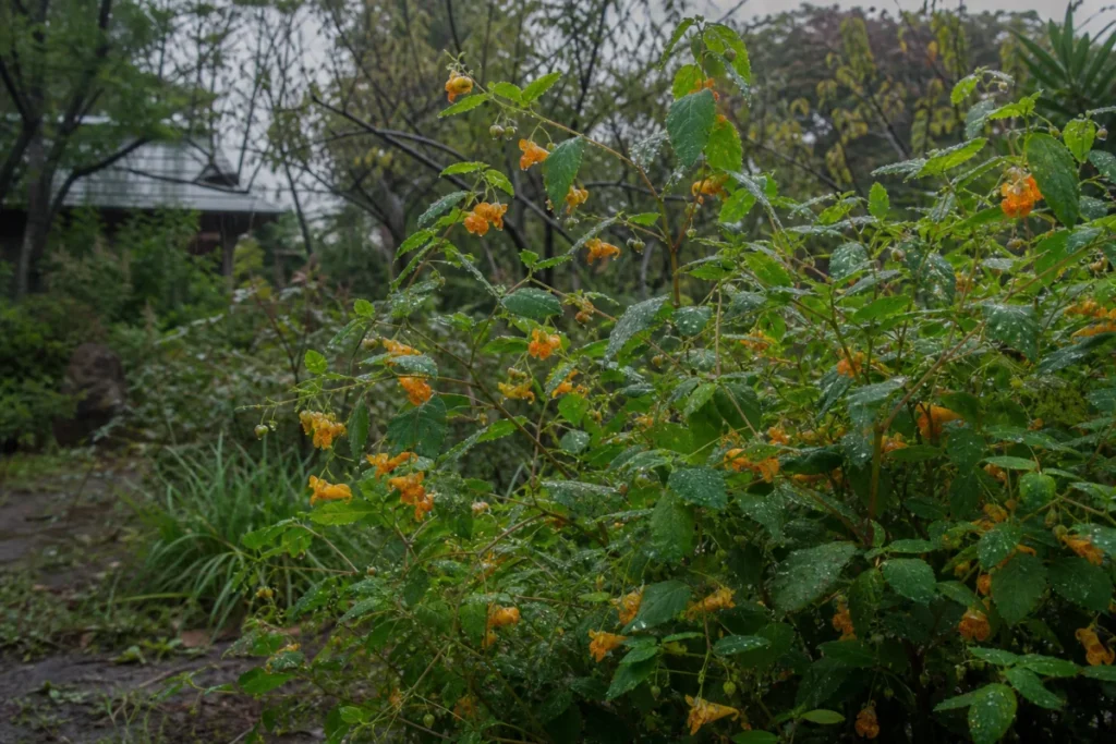 細かな雨に濡れたツリフネソウの花と葉