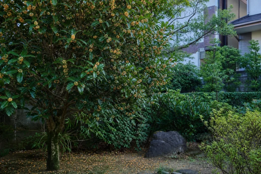 秋の朝、葉の間に小さな花を咲かせる金木犀